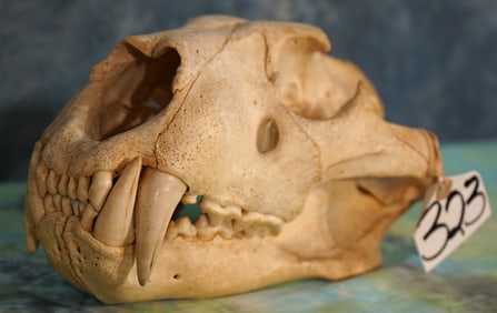 Complete Large Male African Lion Skull Taxidermy **TEXAS RESIDENTS ONLY!**