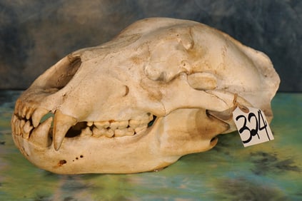Complete Alaskan Brown Bear Super Quality Skull Taxidermy