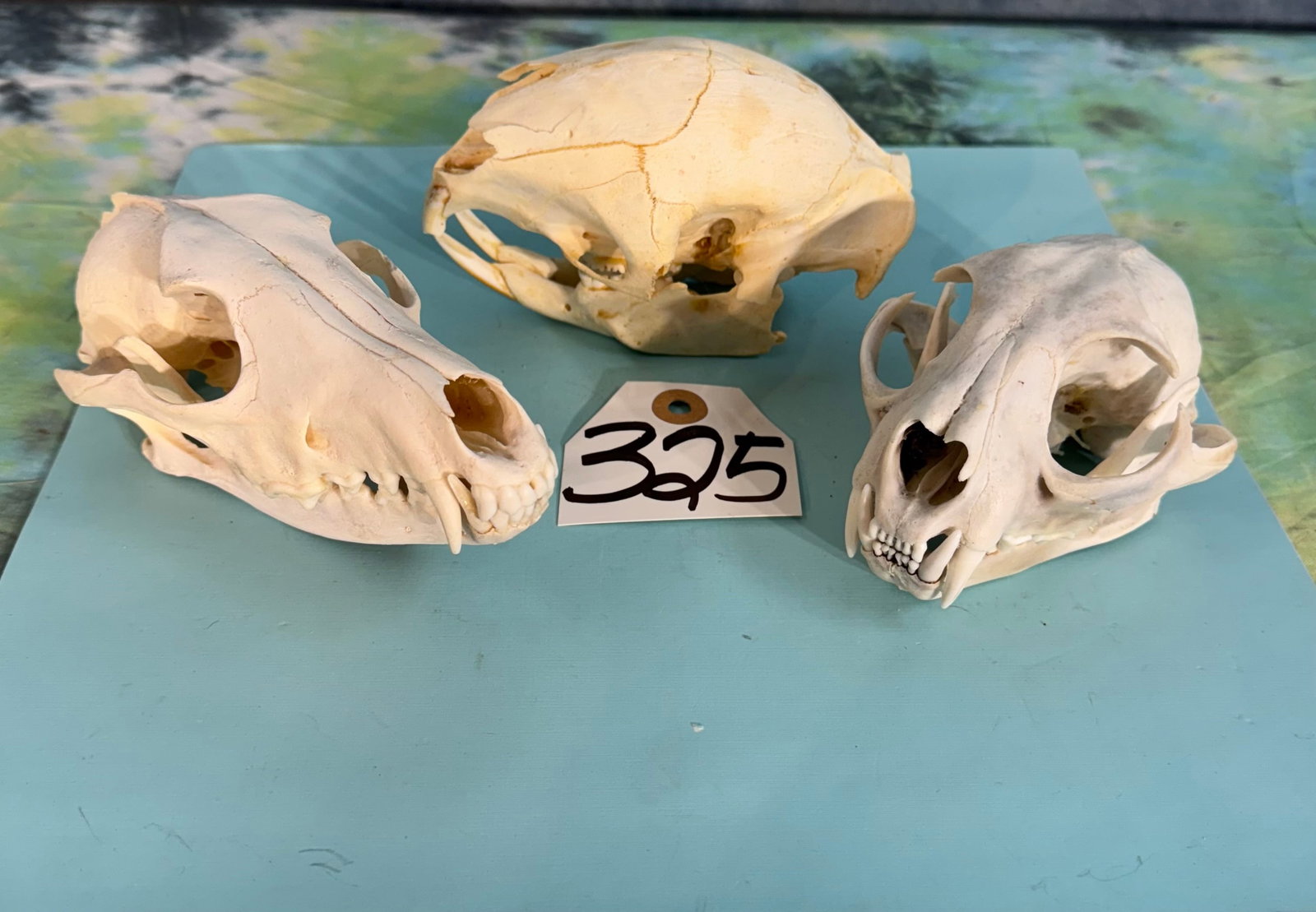 Three Complete Skulls (Mountain, Coyote, & Beaver) Taxidermy: These three Skulls are clean and in excellent condition. The Beaver Skull is missing a part of one nose piece on one side. Other than this everything is good with these three skulls.