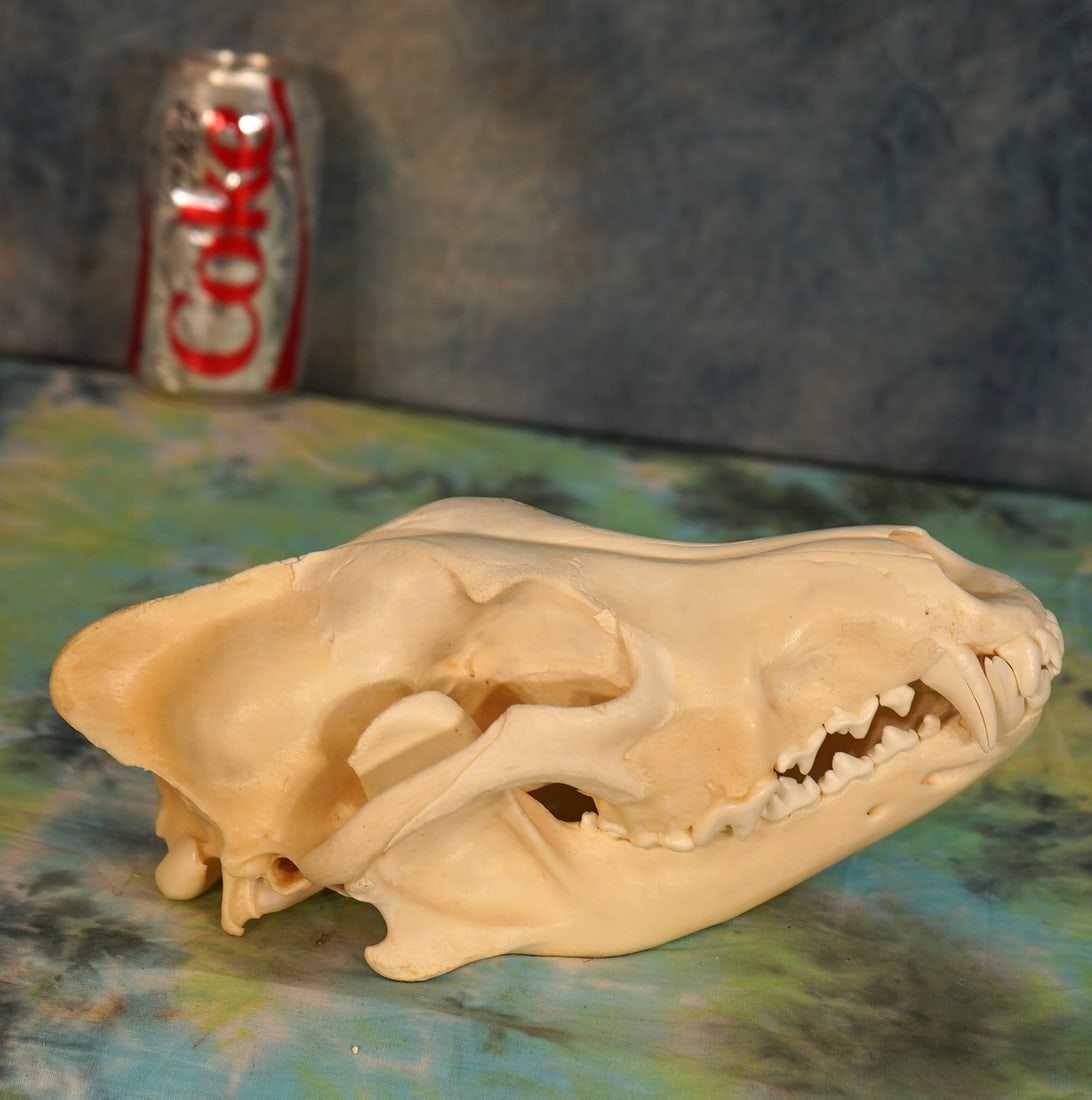 Complete Timber Wolf Skull Taxidermy: This skull is as nice as they come. No missing teeth, chips, cracks, paint, or repairs. This skull is perfect and in mint condition.