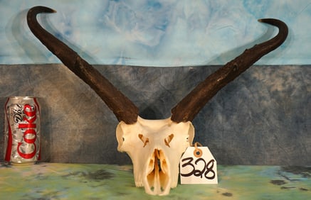 Pronghorn Antelope Skull Taxidermy