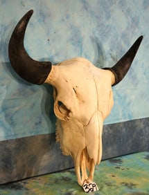 Very Nice American Bison Skull Taxidermy