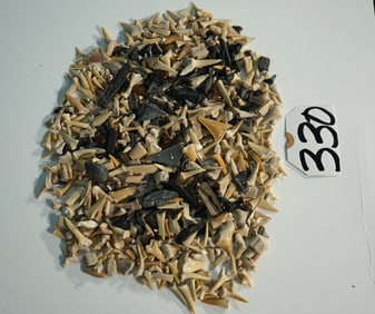 Wow! 350 Prehistoric Fossil Shark Teeth
