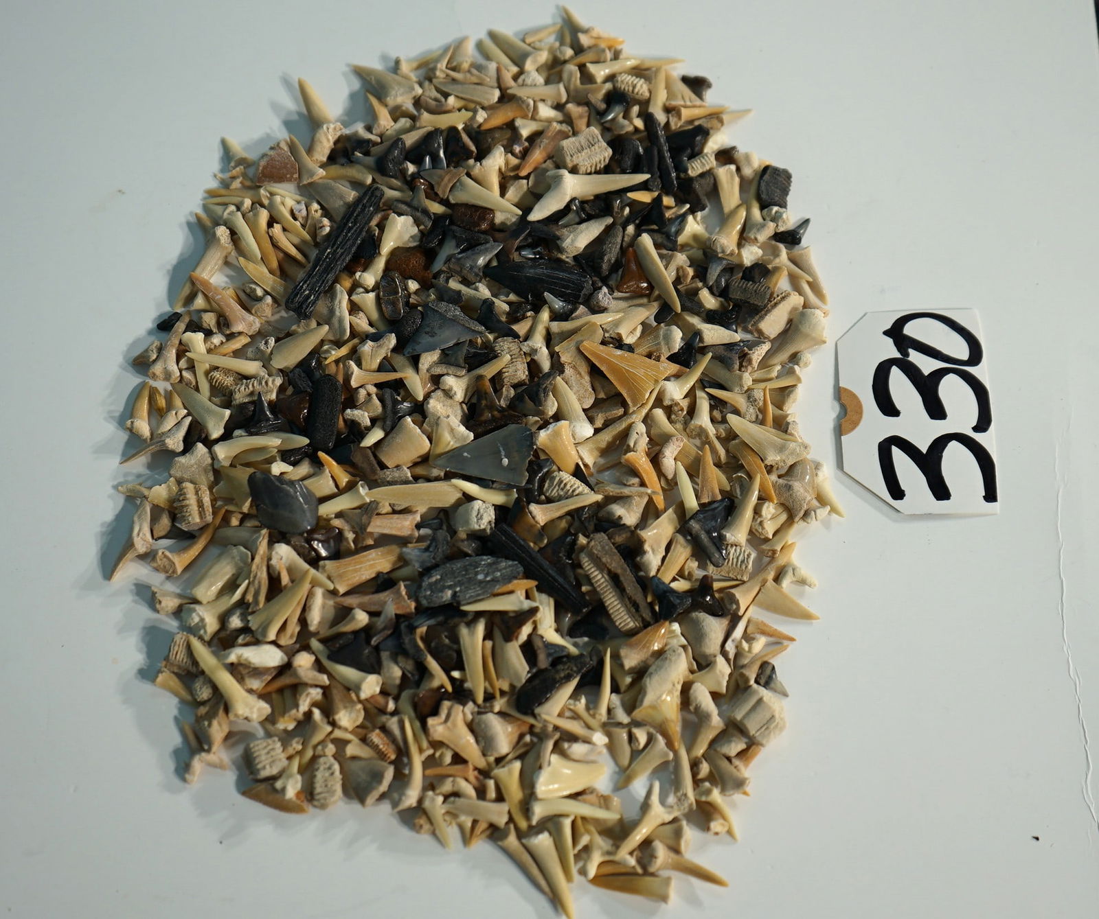 Wow! 350 Prehistoric Fossil Shark Teeth: This pile of fossil Shark teeth came from several countries, and different shores. Besides many different types of Shark teeth, there also some Ray and Manta's Teeth here. This would make a really fin