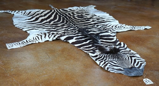 Very Nice Tanned & Complete Zebra Skin Taxidermy Mount