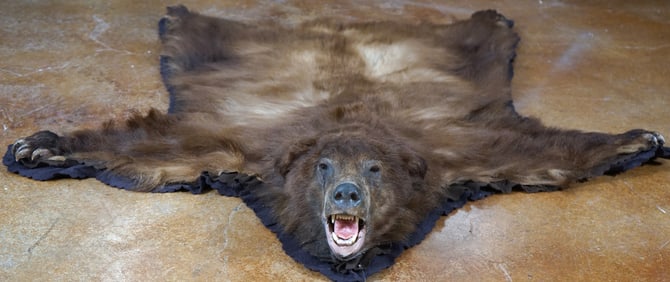 Beautiful Cinnamon colored Black Bear Taxidermy Mount