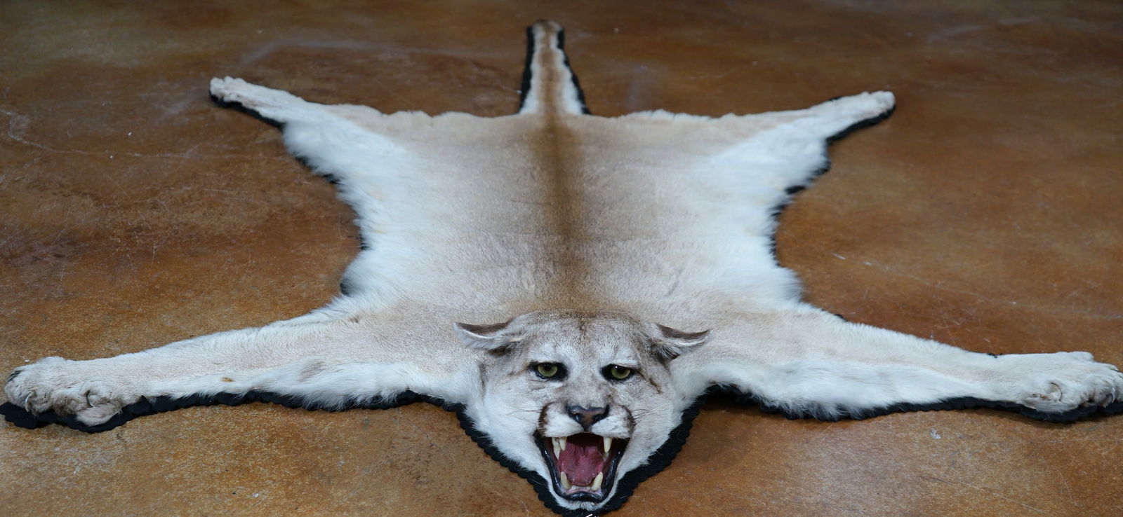 Excellent Quality Mountain Lion Rug Taxidermy Mount (1 of 5)