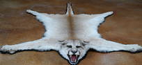 Excellent Quality Mountain Lion Rug Taxidermy Mount