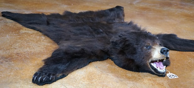 Very Nice Black Bear Rug Taxidermy Mount
