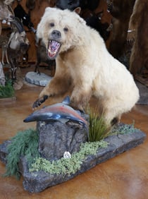 Full Body Brown Bear with a Pink Humpbacked Salmon on Natural Habitat Taxidermy Mount