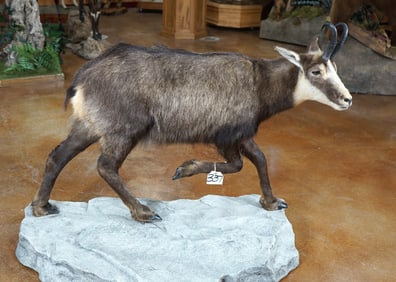 Beautiful Alpine Chamois Full Body Taxidermy Mount