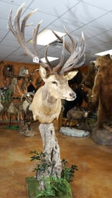 Magnificent Monster Red Stag Shoulder Floor Pedestal Taxidermy Mount