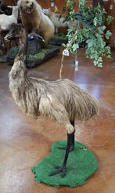 Cool! Full Body Female Emu Taxidermy Mount