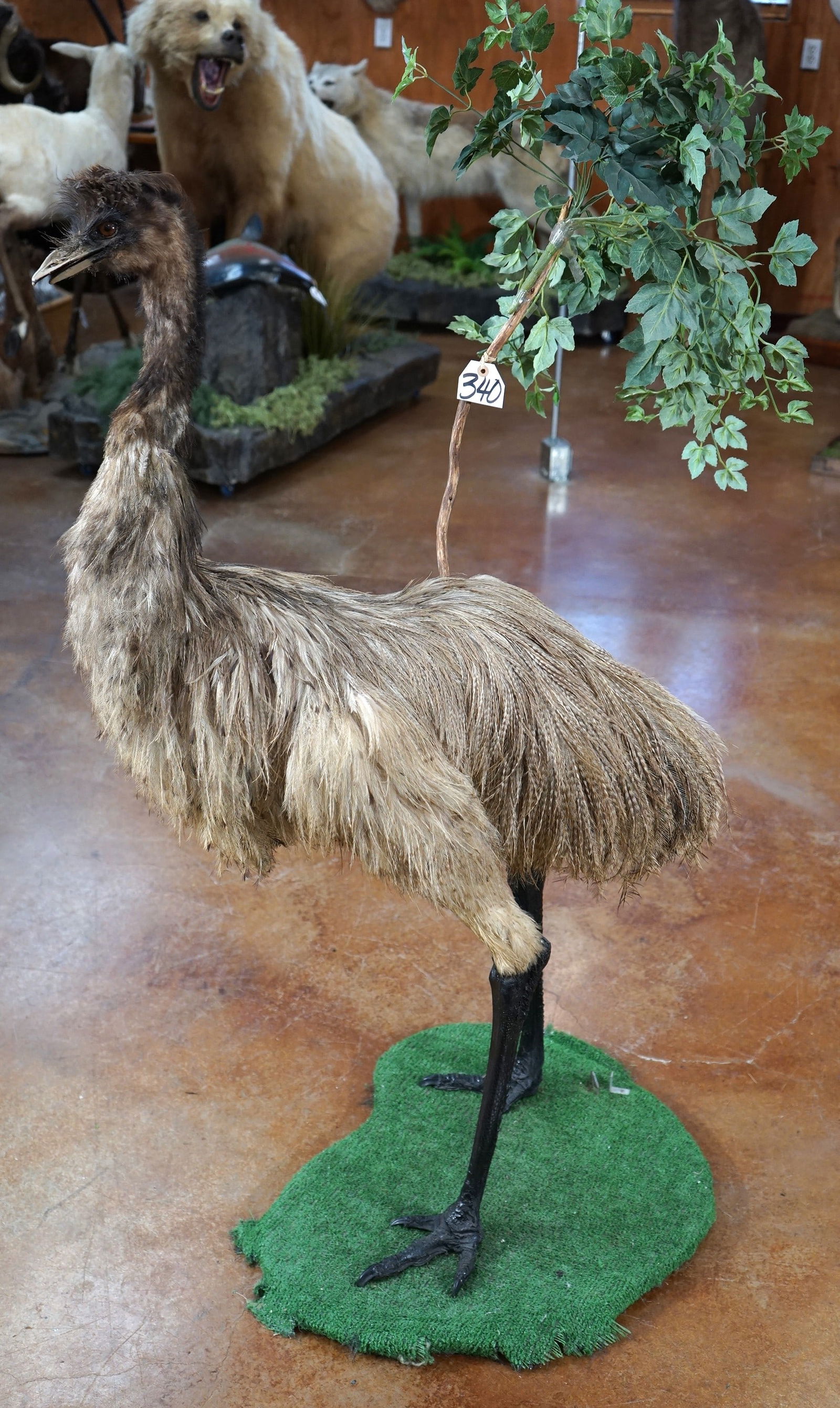Cool! Full Body Female Emu Taxidermy Mount (1 of 5)