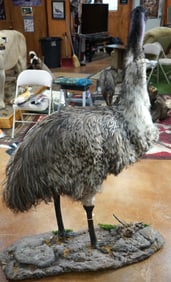 Cool! Full Body Male Emu Taxidermy Bird Mount