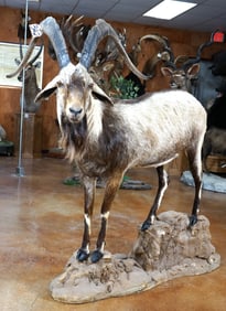 Very Pretty Full Body Hybrid Ibex in Habitat Taxidermy Mount
