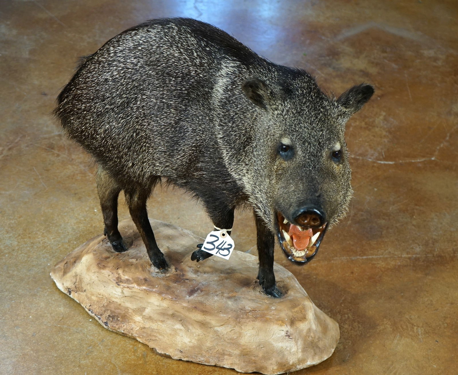 Full Body Javelina "Collard Peccary" Taxidermy Mount: This Javelina, or Collard Peccary", is clean and it is in excellent condition. The pose is natural and the mount has a lifelike appearance. The quality of the taxidermy is grade 9.25 on a 1 to 10 scal