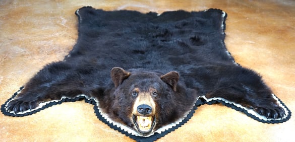 Large Black Bear Rug Taxidermy Mount