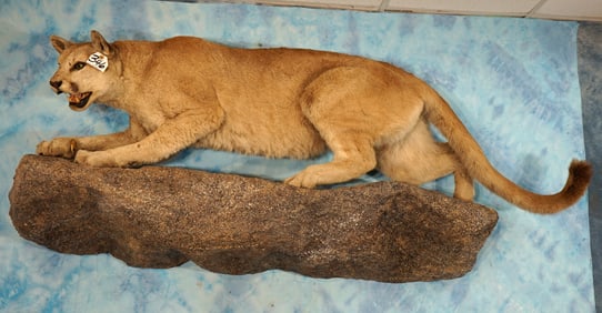 Very Large Mountain Lion Full Body Taxidermy Mount