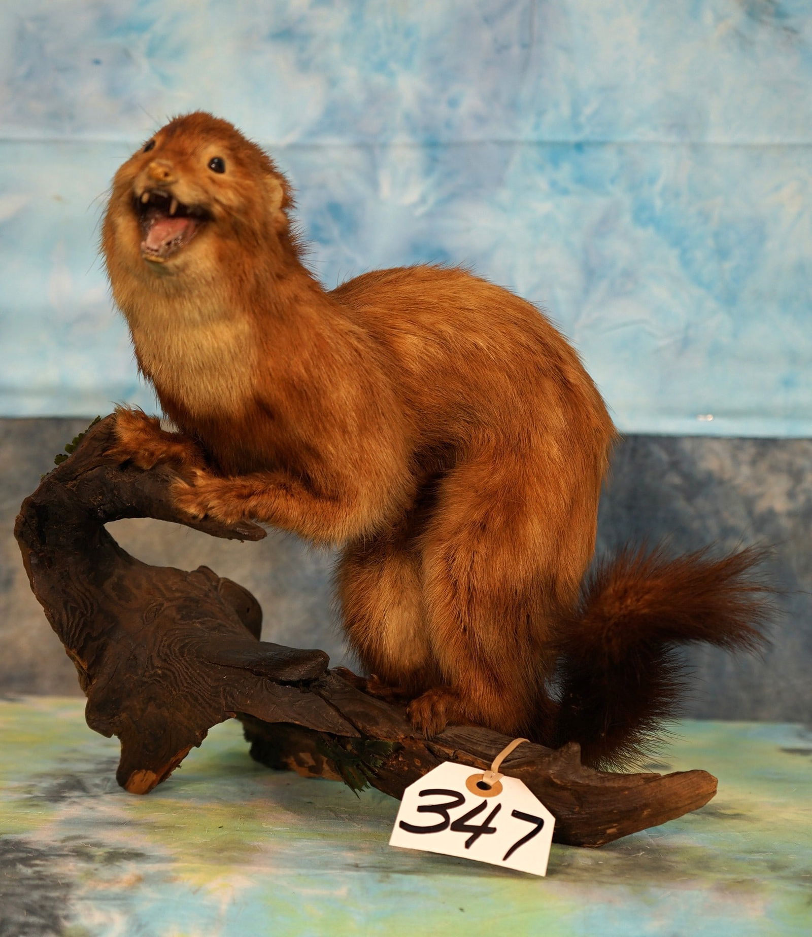 Full Body Mink in Habitat Taxidermy Mount: This mount is clean and it is in excellent condition. The taxidermy was done using the real teeth and this mount is very lifelike. The quality of the taxidermy grades a good 9.