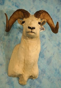 Alaskan Dall Sheep Shoulder Taxidermy Ram Mount