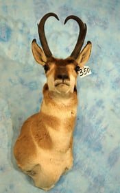Pronghorn Antelope Shoulder Taxidermy Mount