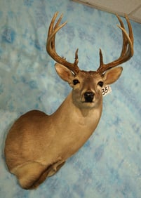 12pts. Texas Whitetail Deer Shoulder Taxidermy Mount