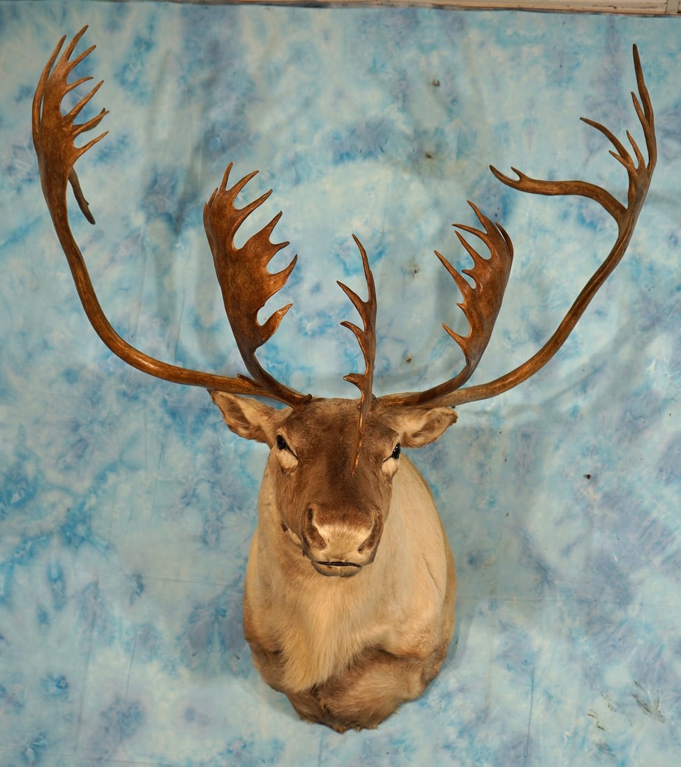 Quebec Labrador Caribou Shoulder Taxidermy Mount (1 of 4)