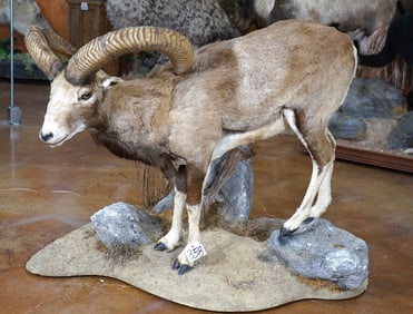 Full Body Iranian Red Sheep in Habitat Taxidermy Mount
