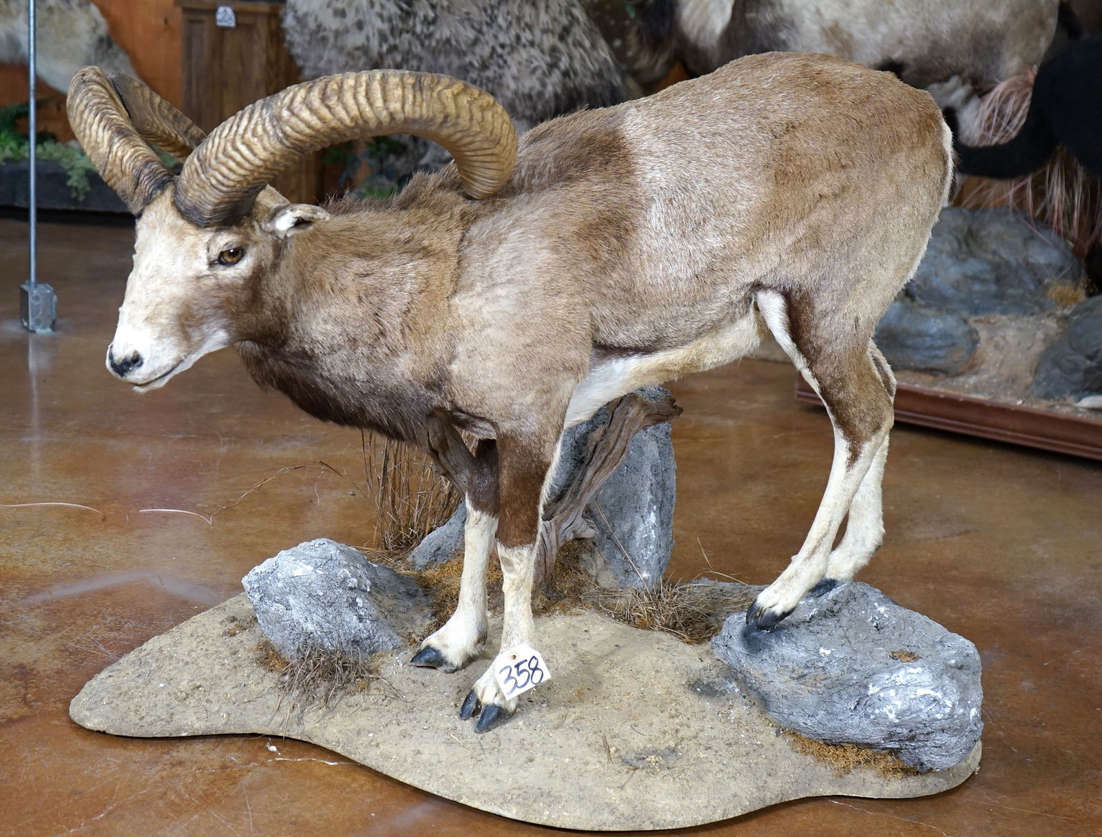 Full Body Iranian Red Sheep in Habitat Taxidermy Mount (1 of 4)
