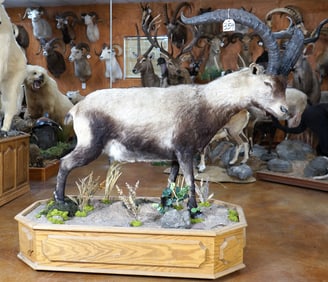 Full Body Gredos Ibex in Habitat Trophy Taxidermy Mount