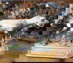 Full Body Gredos Ibex in Habitat Trophy Taxidermy Mount