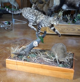 African Wild Desert Cat Chasing Rock Rabbit Full Body Taxidermy Mounts in Habitat