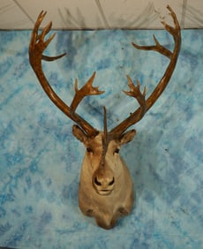 Large Alaskan Barren Ground Caribou Shoulder Taxidermy Mount