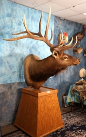 Large 6 x 6 Elk Shoulder Floor Pedestal Taxidermy Mount