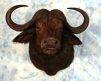 African Buffalo Shoulder Taxidermy Mount