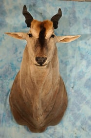 African Cape Eland Shoulder Taxidermy Mount