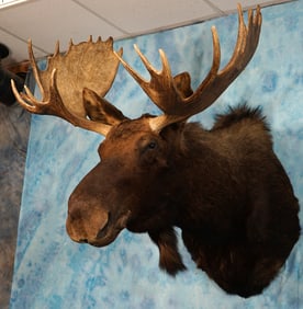 Very Nice Shiras Moose Shoulder Taxidermy Mount