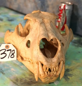 Complete Male African Lion Skull Taxidermy **TEXAS RESIDENTS ONLY!**