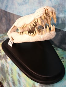 Huge African Nile Crocodile Skull on Panel Taxidermy **U.S. RESIDENTS ONLY!**