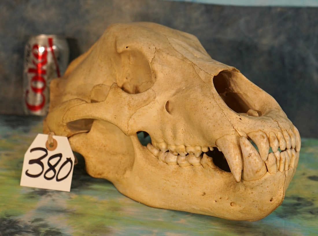 Complete Alaskan Brown Bear Skull Taxidermy: This is a very nice skull with all teeth present. The skull is clean and in excellent condition. No chips, breaks, paint, bullet holes, or any other problems. Very few mature Bears have no teeth damag