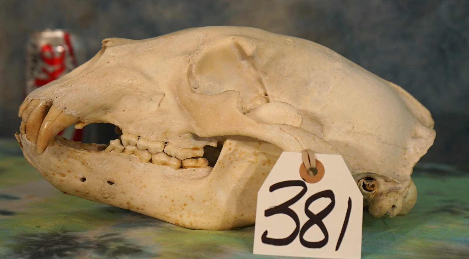 Complete Black Bear Skull Taxidermy: This skull is clean and in good condition. The bottom right canine broke off at the lip line. The bottom jaw has two very small teeth missing behind the canines. This is an average size mature Black B