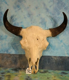 Extra Large American Bison Skull Taxidermy