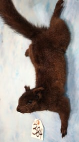 Brand New Black Squirrel Wall Mount Taxidermy