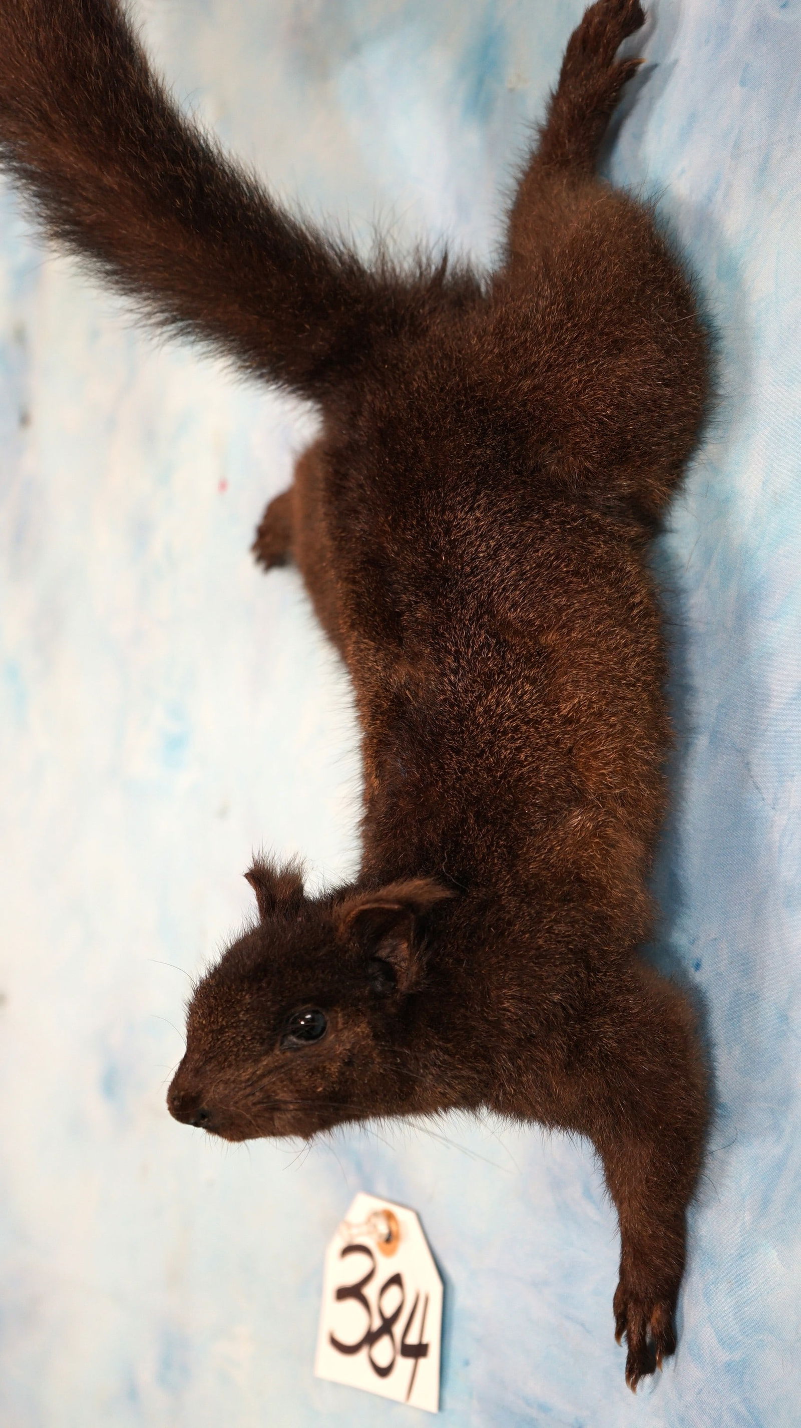 Brand New Black Squirrel Wall Mount Taxidermy (1 of 5)