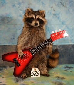 Raccoon Playing Guitar Novelty Taxidermy Full Body Mount
