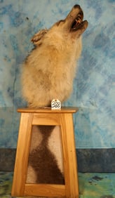 Timber Wolf Shoulder Table Pedestal Taxidermy Mount