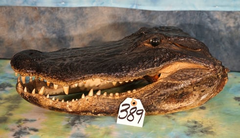 Real Alligator Head Taxidermy Mount