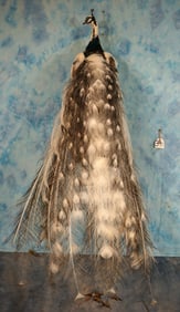 Brand New Piebald Peacock Taxidermy Bird Mount
