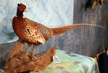 Very Pretty Standing Ringneck Pheasant Taxidermy Bird Mount